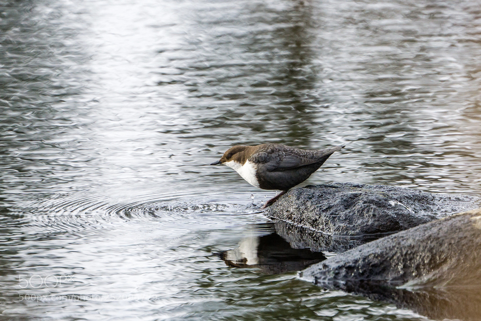 Sony a6000 sample photo. Dipper photography