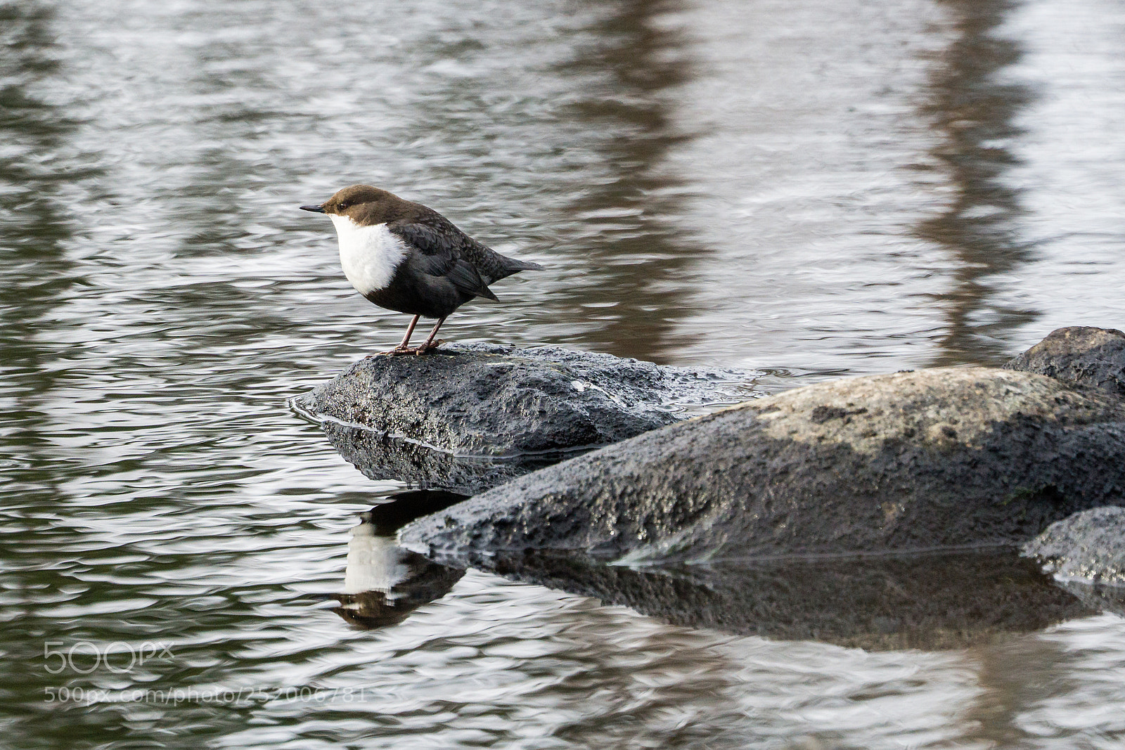 Sony a6000 sample photo. Dipper_2 photography