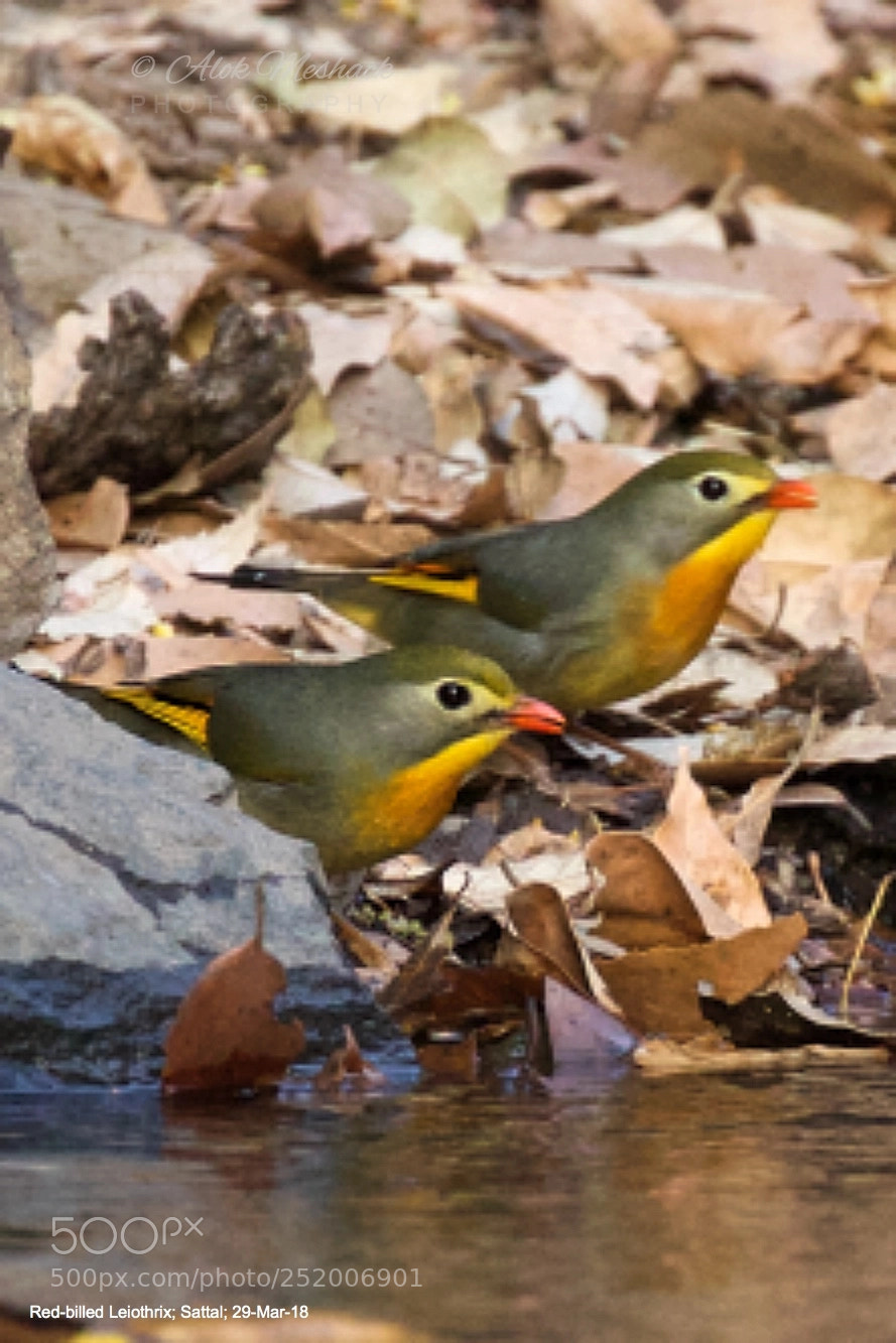 Canon EOS 80D sample photo. Red-billed leiothrix photography