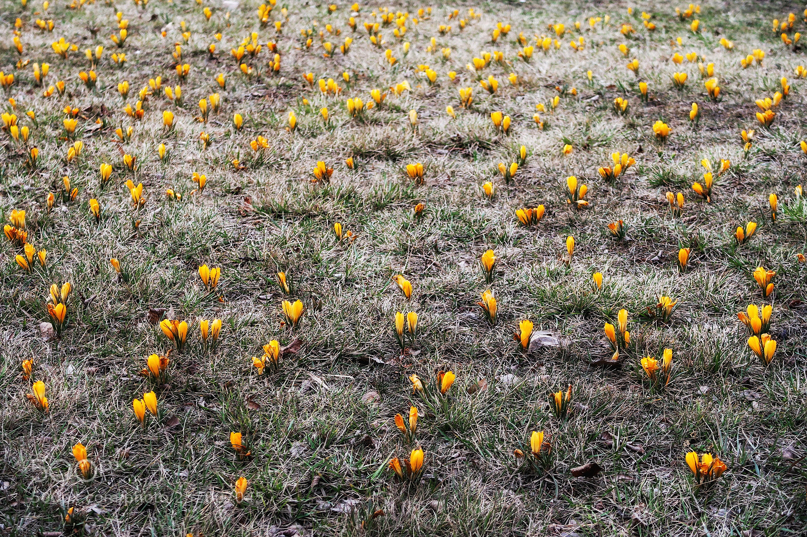Canon PowerShot G7 X Mark II sample photo. Untitled photography