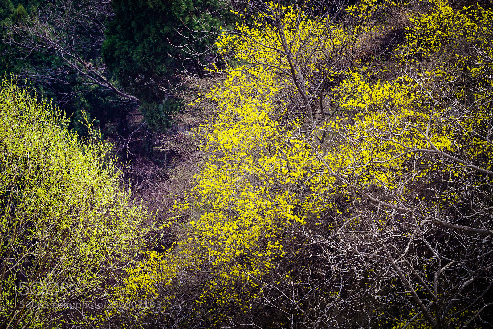Pentax K-1 sample photo. Winter jasmine photography