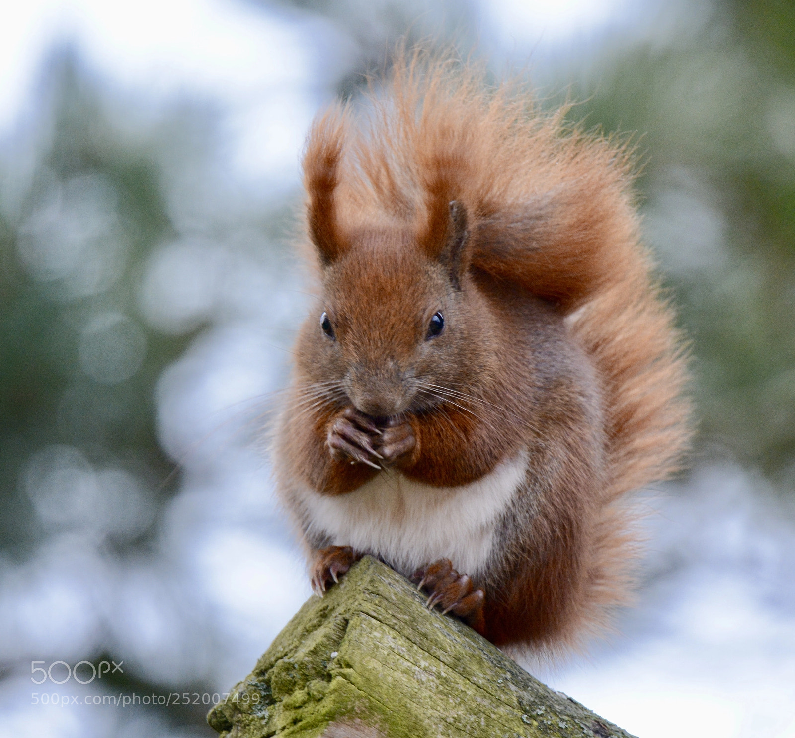 Nikon D7100 sample photo. Little friend ...... photography