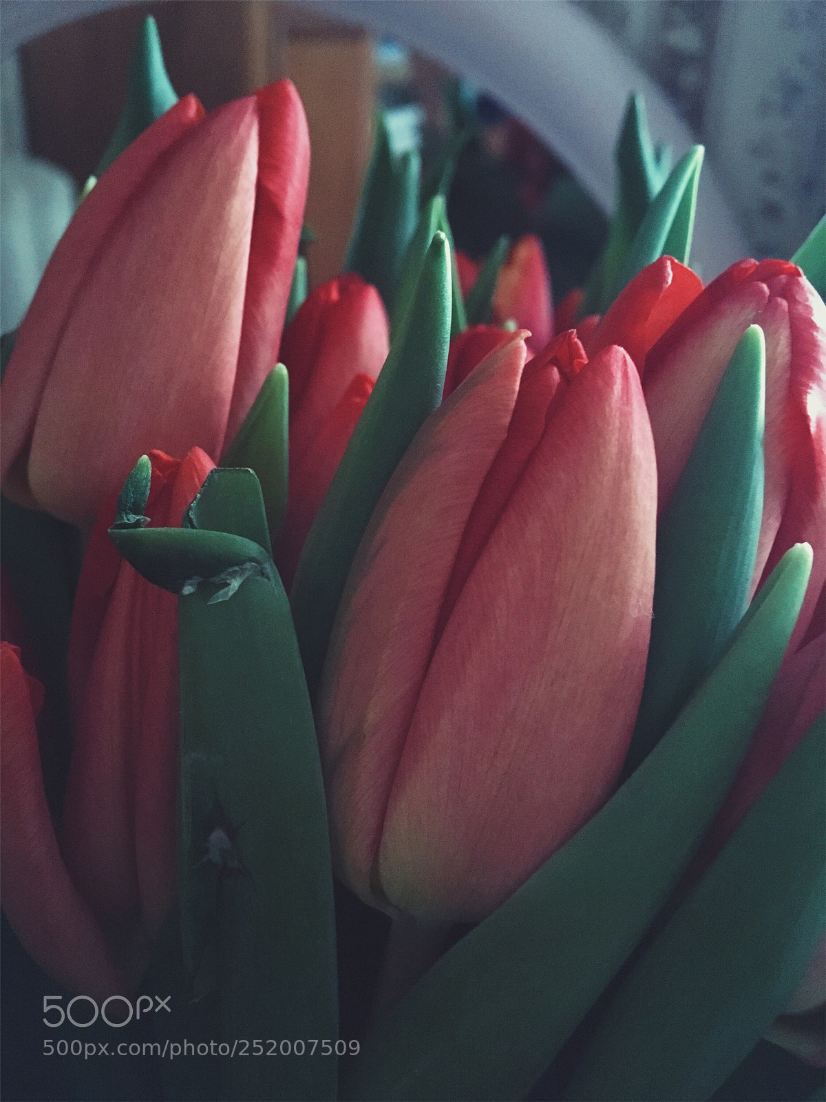 Apple iPhone SE sample photo. Tulips  photography