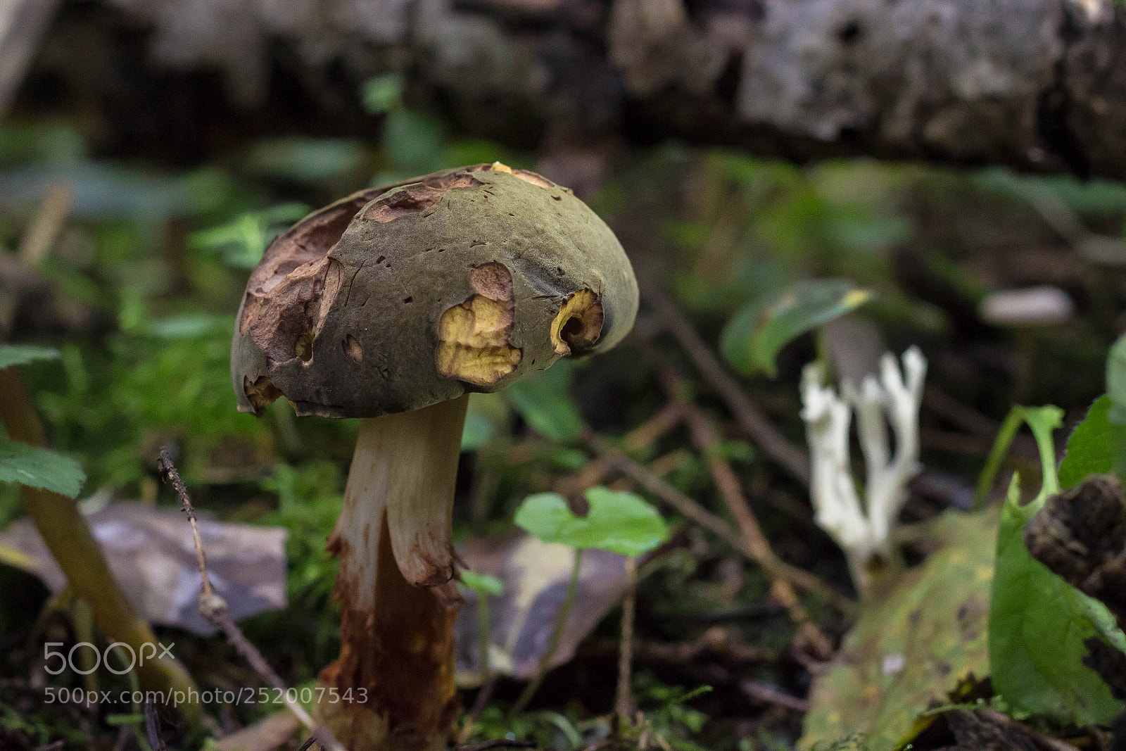 Canon EOS 600D (Rebel EOS T3i / EOS Kiss X5) sample photo. Just old mushroom photography