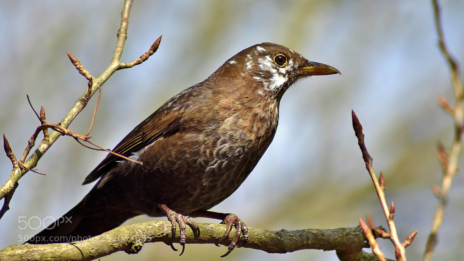 Nikon D3400 sample photo. Whiteface blackbird... photography