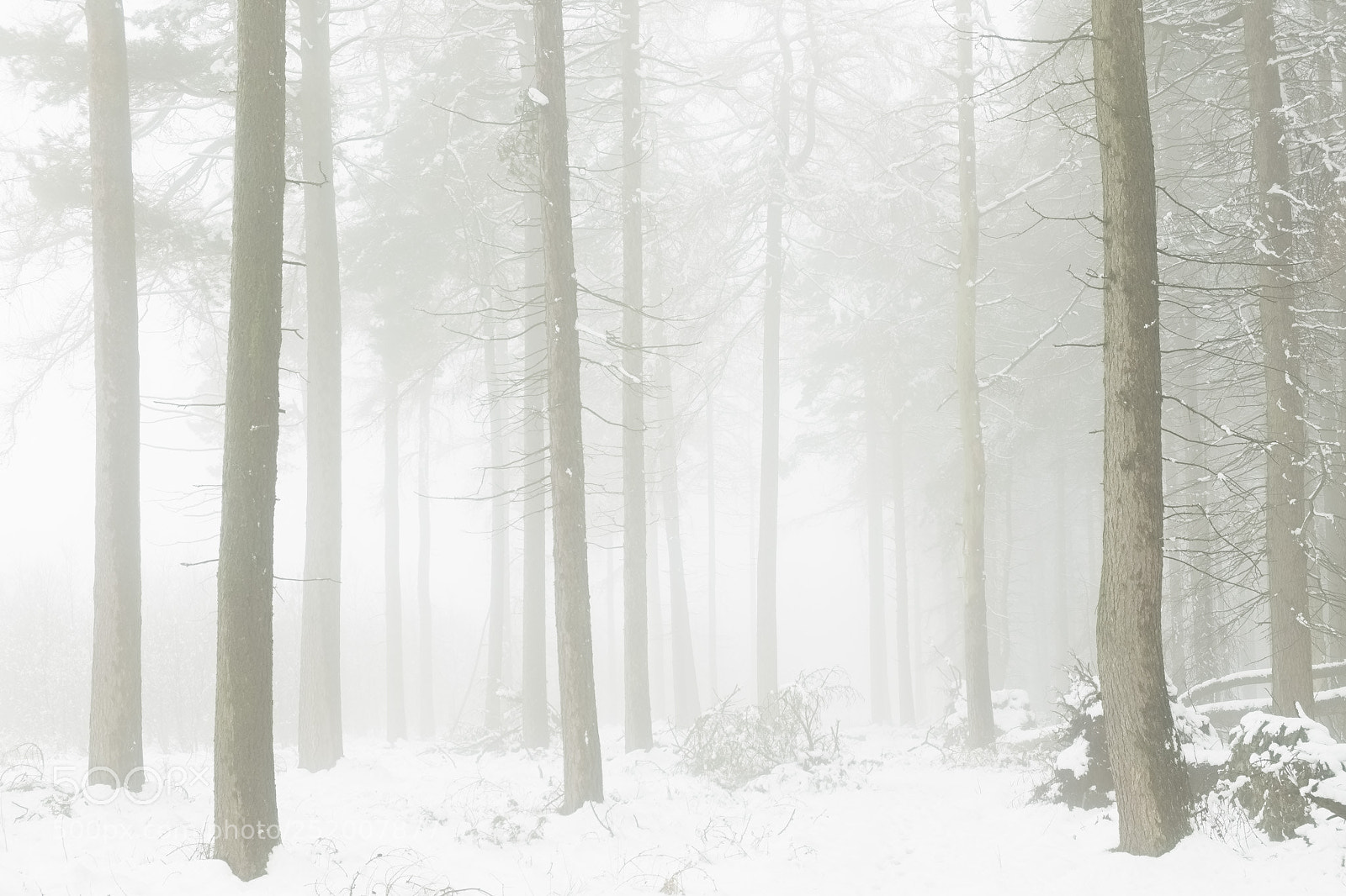 Fujifilm X-T1 sample photo. Timble woods snow and photography