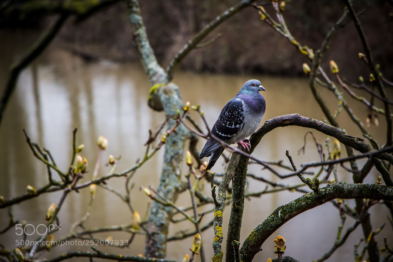 Canon EOS 700D (EOS Rebel T5i / EOS Kiss X7i) sample photo. Sassy pigeon strikes again photography