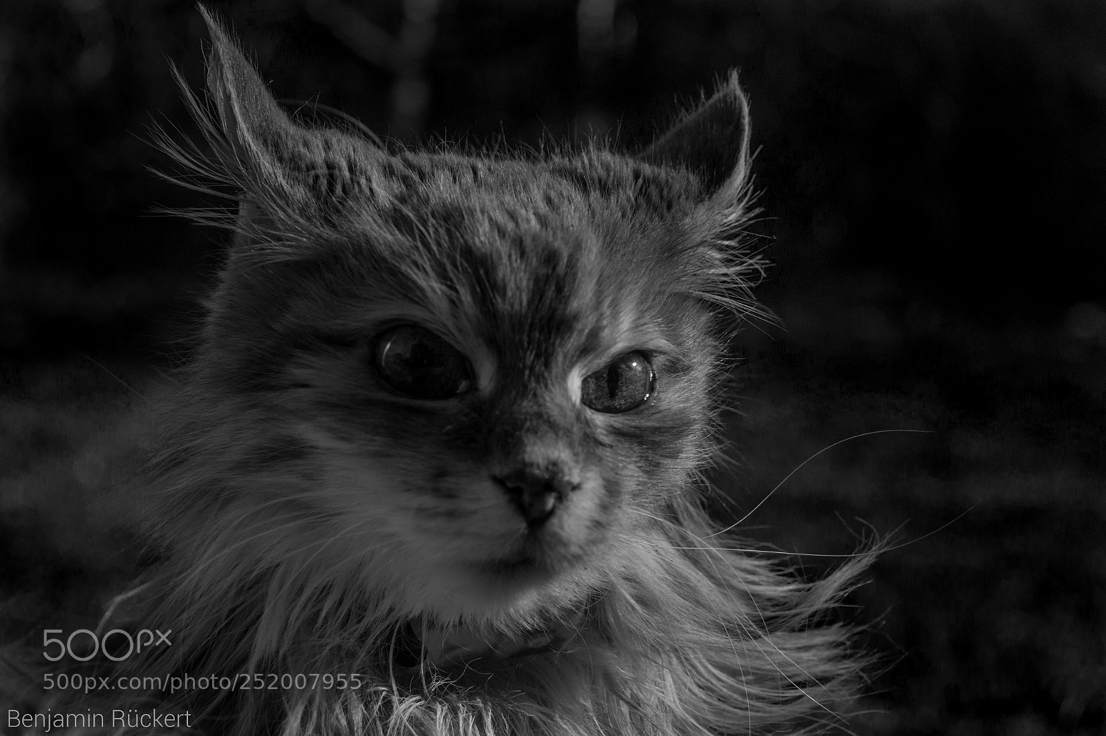Canon EOS 70D sample photo. Just those pointed ears! photography