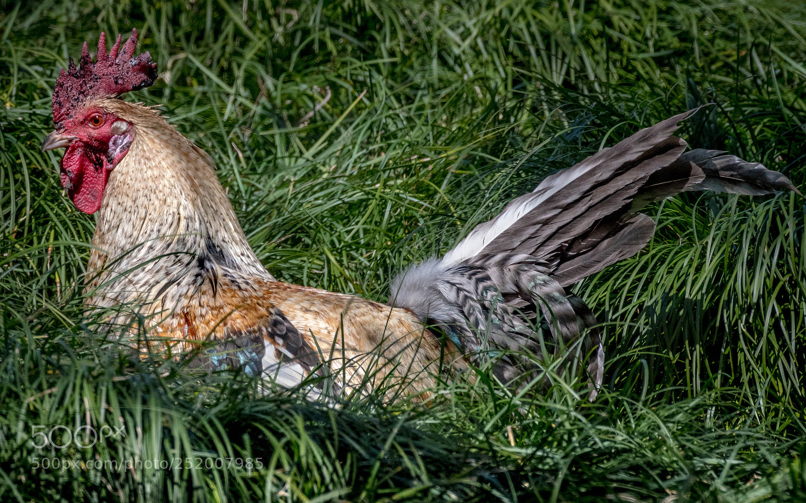 Nikon D500 sample photo. Rooster incubating photography
