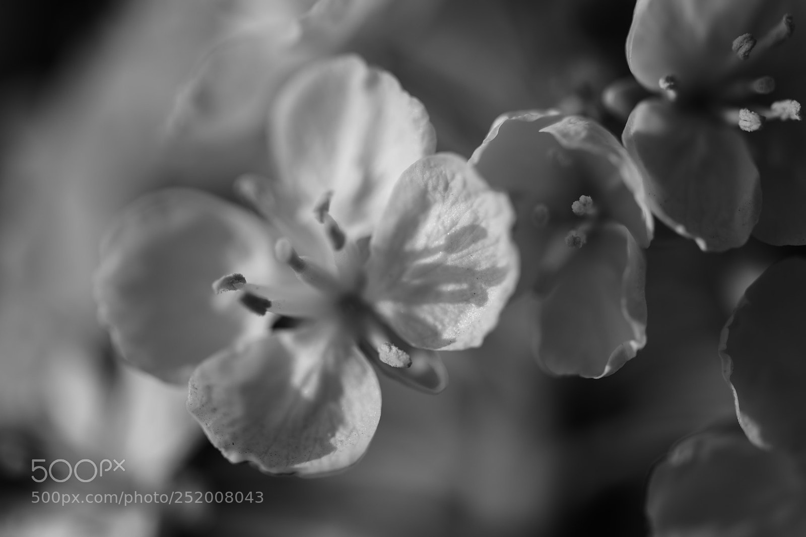 Nikon D850 sample photo. Shadow photography