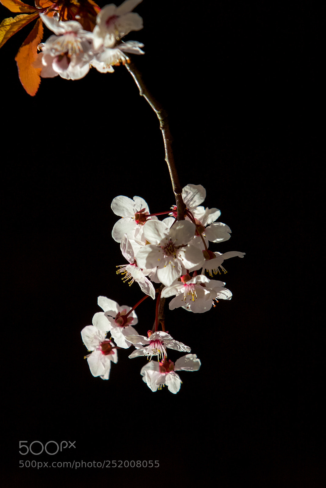 Canon EOS-1D Mark III sample photo. Cherry blossom photography
