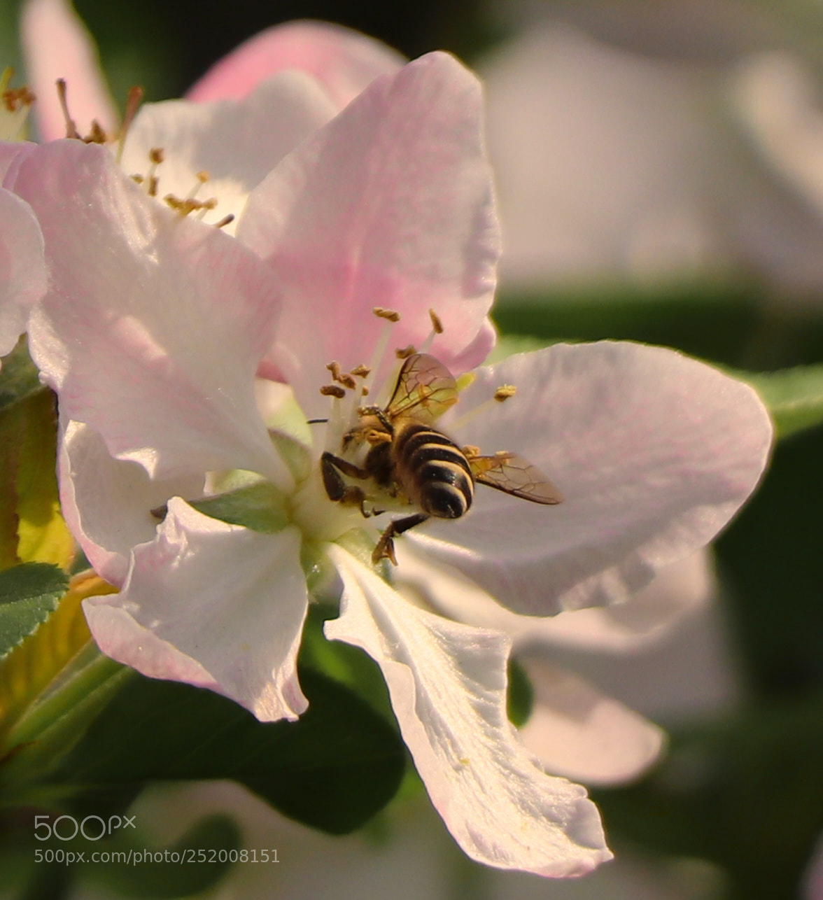 Canon EOS 77D (EOS 9000D / EOS 770D) sample photo. Spring flowers photography