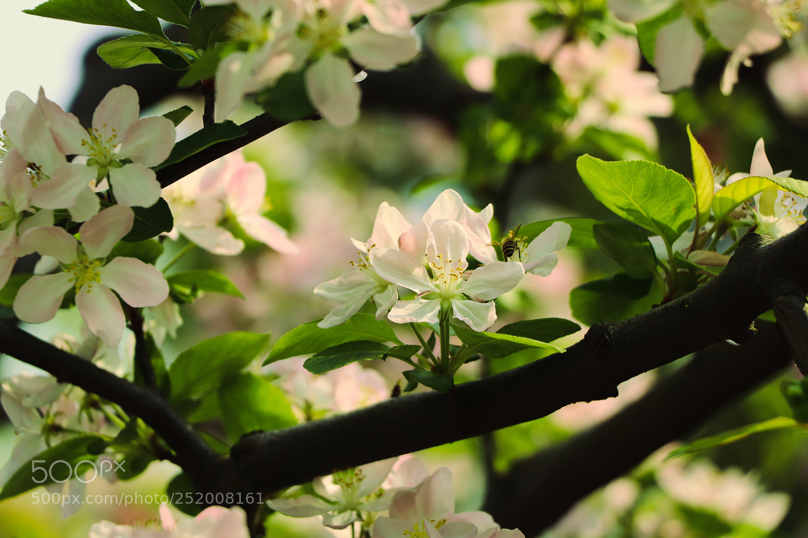 Canon EOS 77D (EOS 9000D / EOS 770D) sample photo. Spring flowers photography