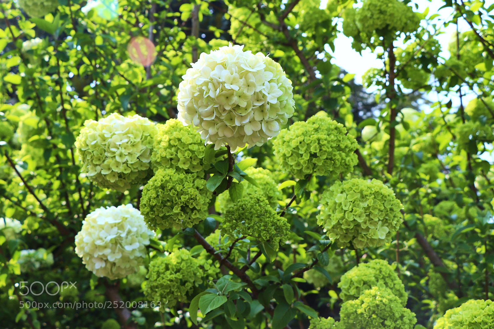 Canon EOS 77D (EOS 9000D / EOS 770D) sample photo. Spring flowers photography