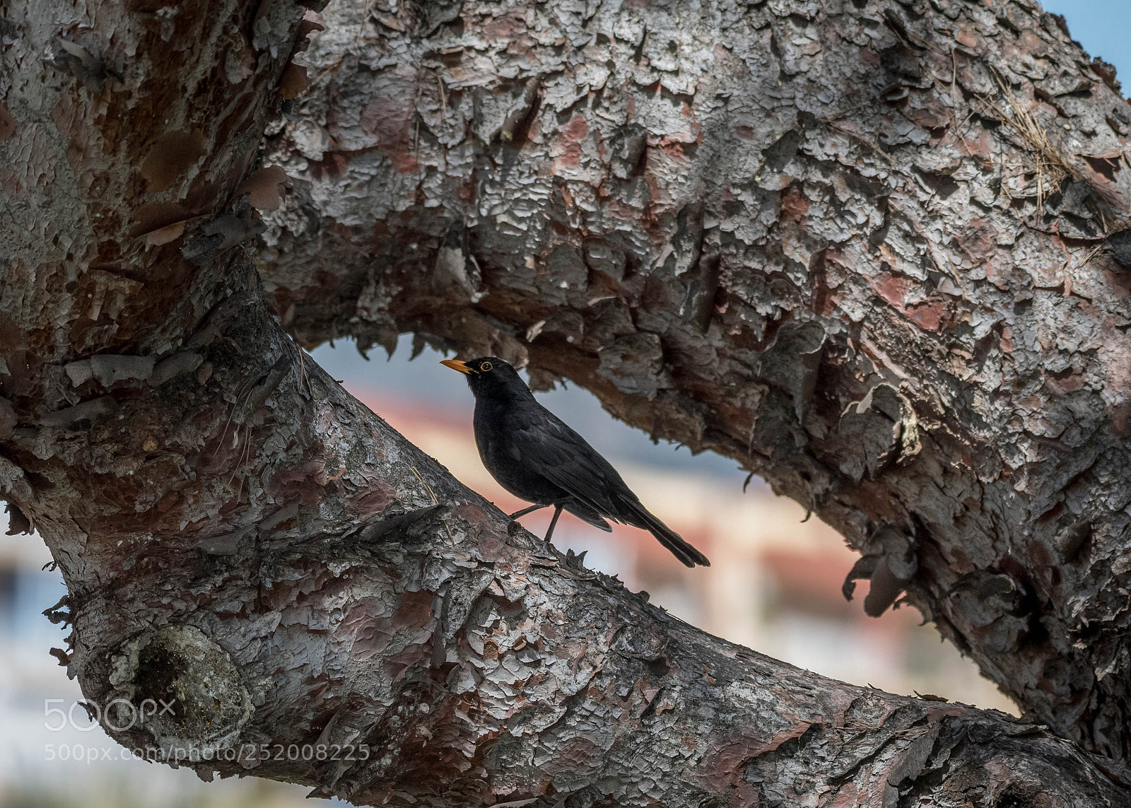 Nikon D500 sample photo. Bird eye photography