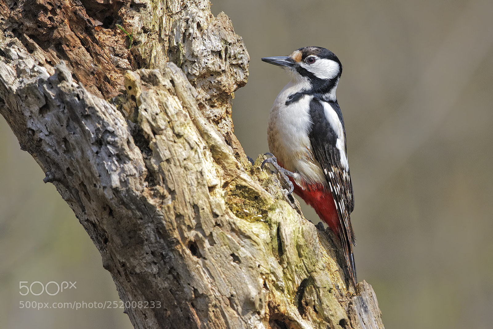 Nikon D7100 sample photo. Woodpecker photography