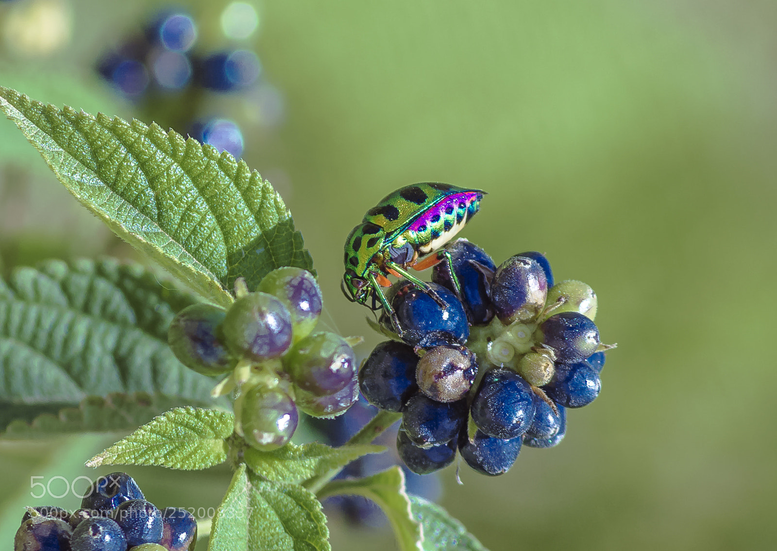 Pentax K-50 sample photo. Jewel bug photography