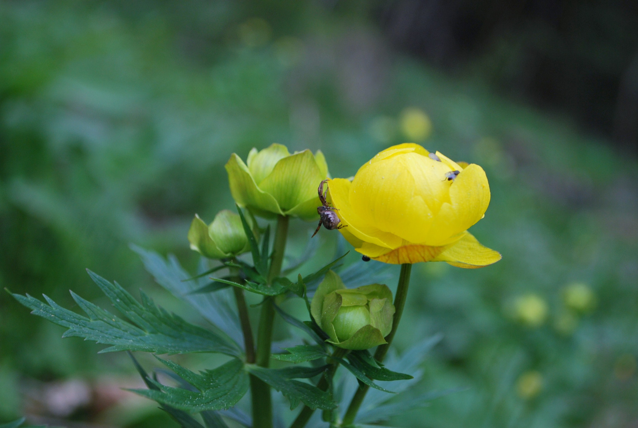 Nikon D60 sample photo. C orig photography