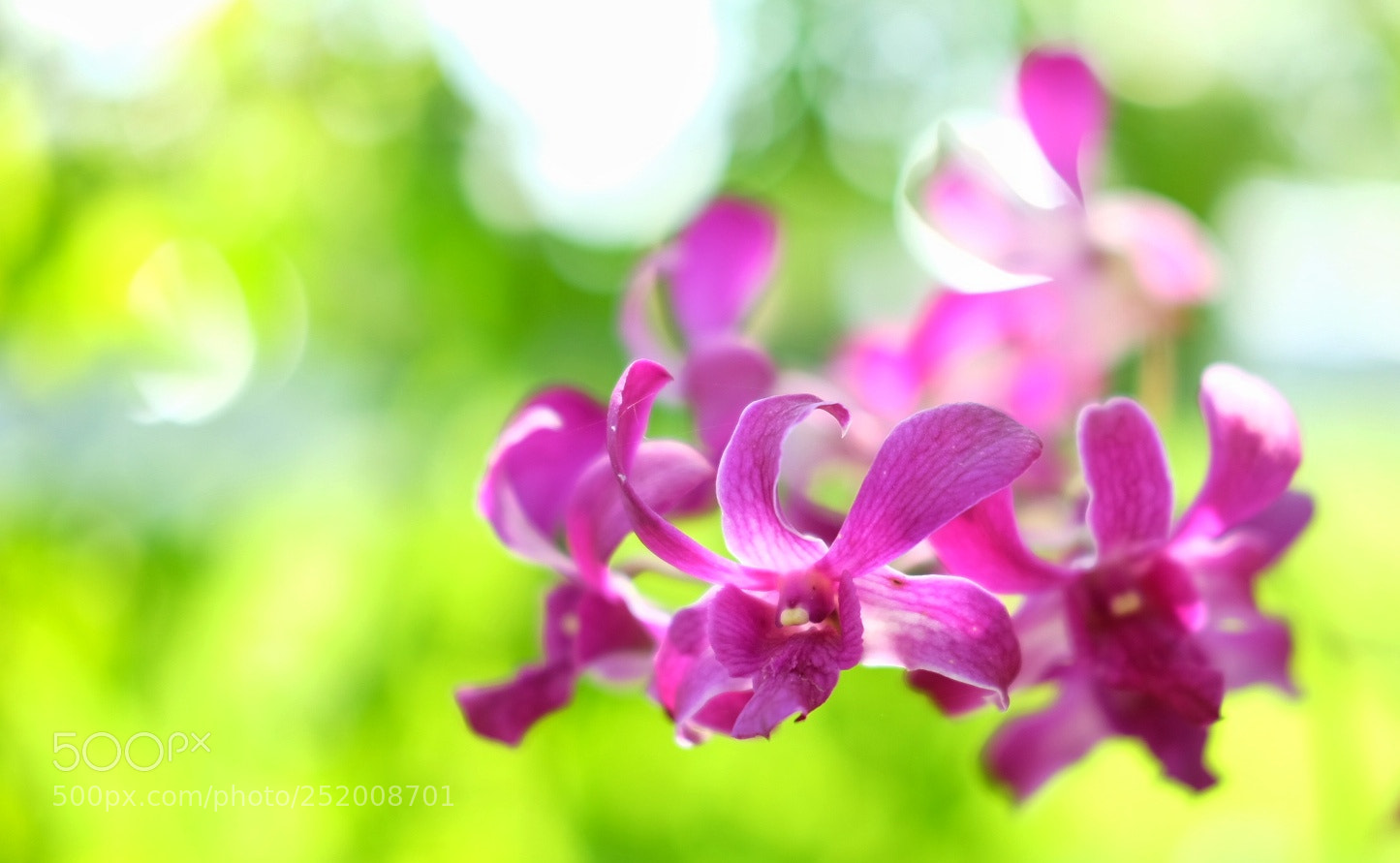 Fujifilm X-T10 sample photo. Floating orchid photography