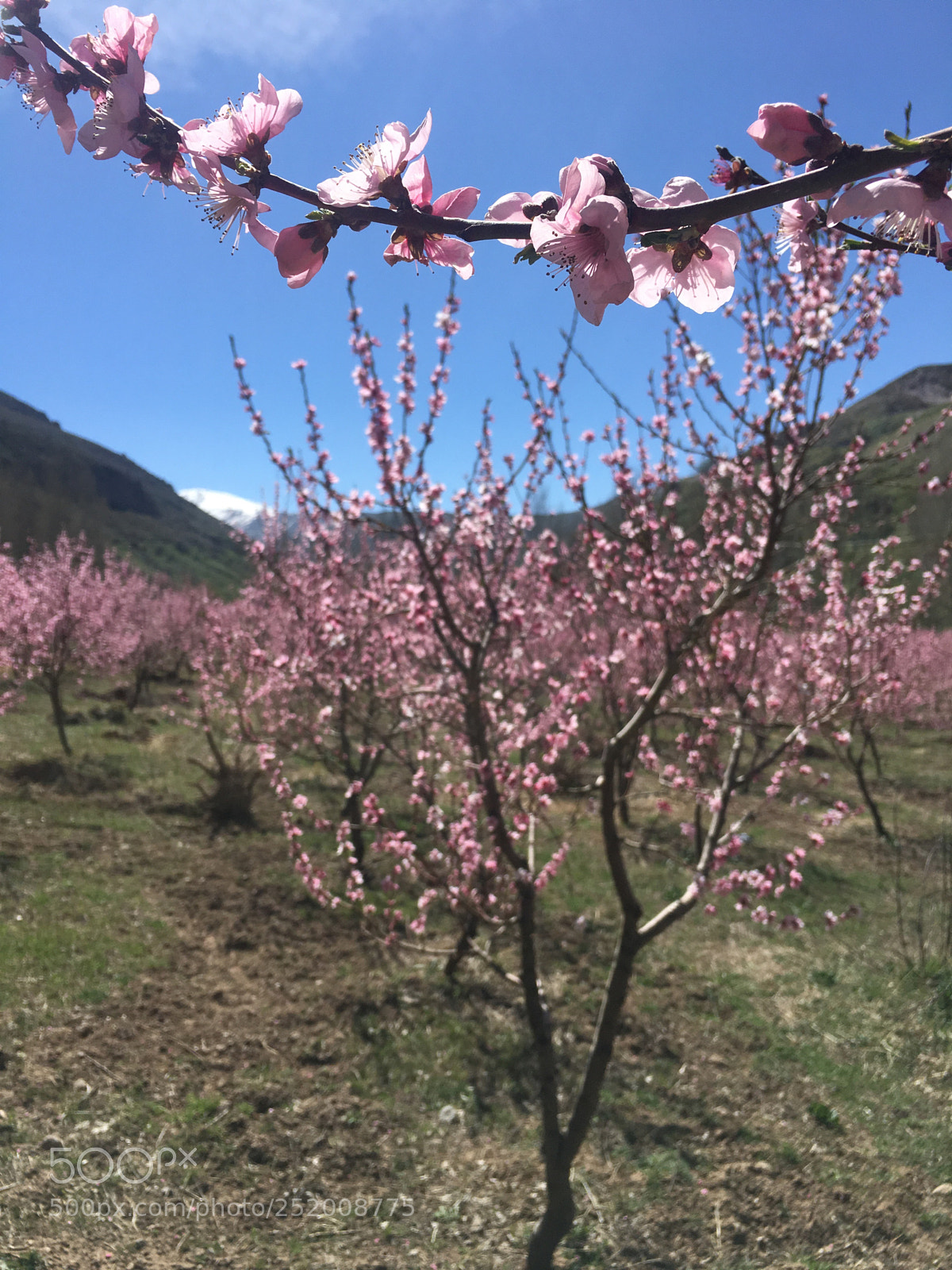 Apple iPhone 6s sample photo. Pink photography