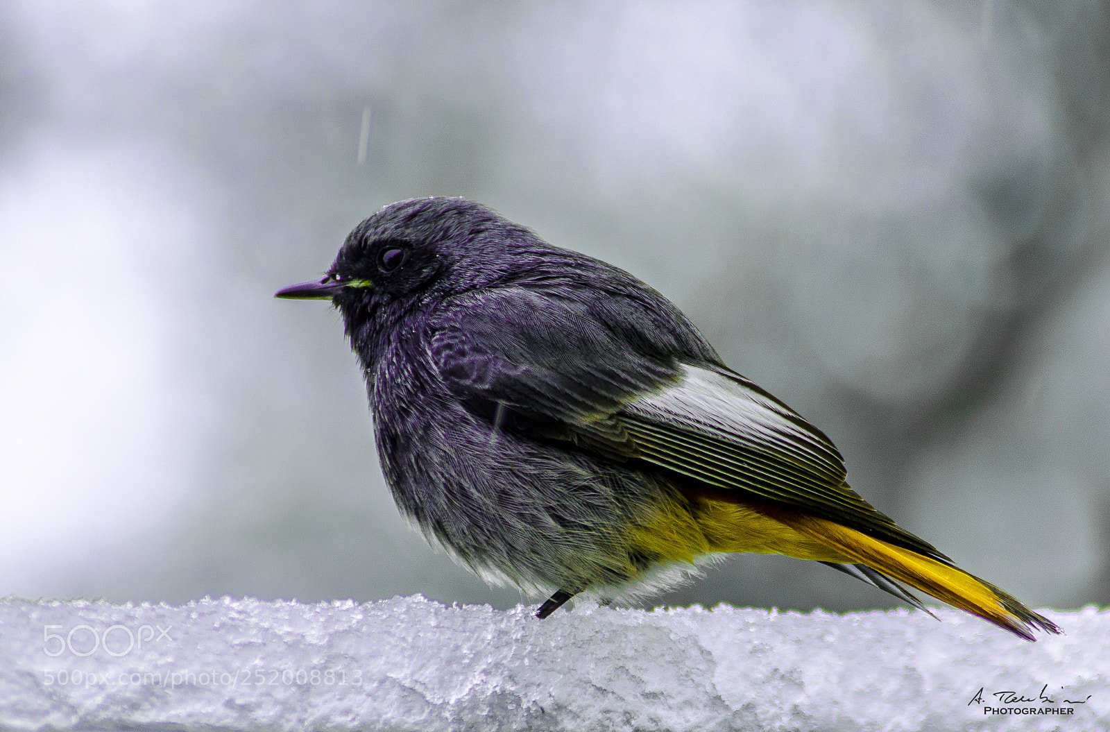 Nikon D5100 sample photo. A cold day photography