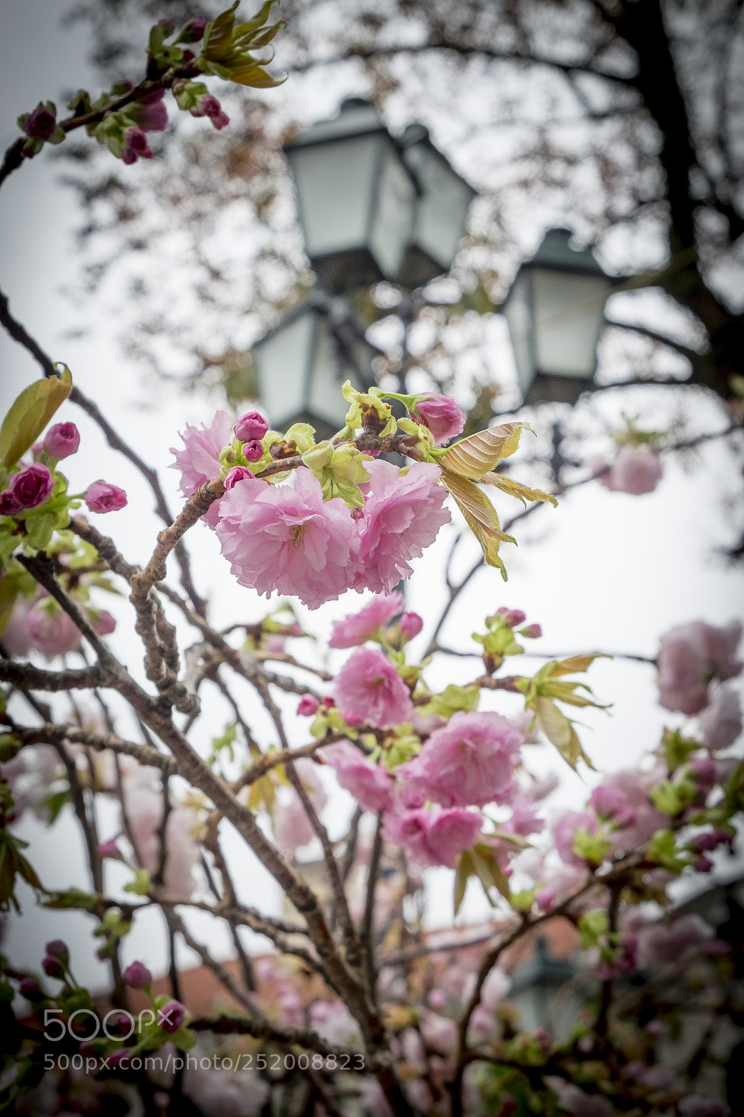 Fujifilm X-T10 sample photo. Sakura photography