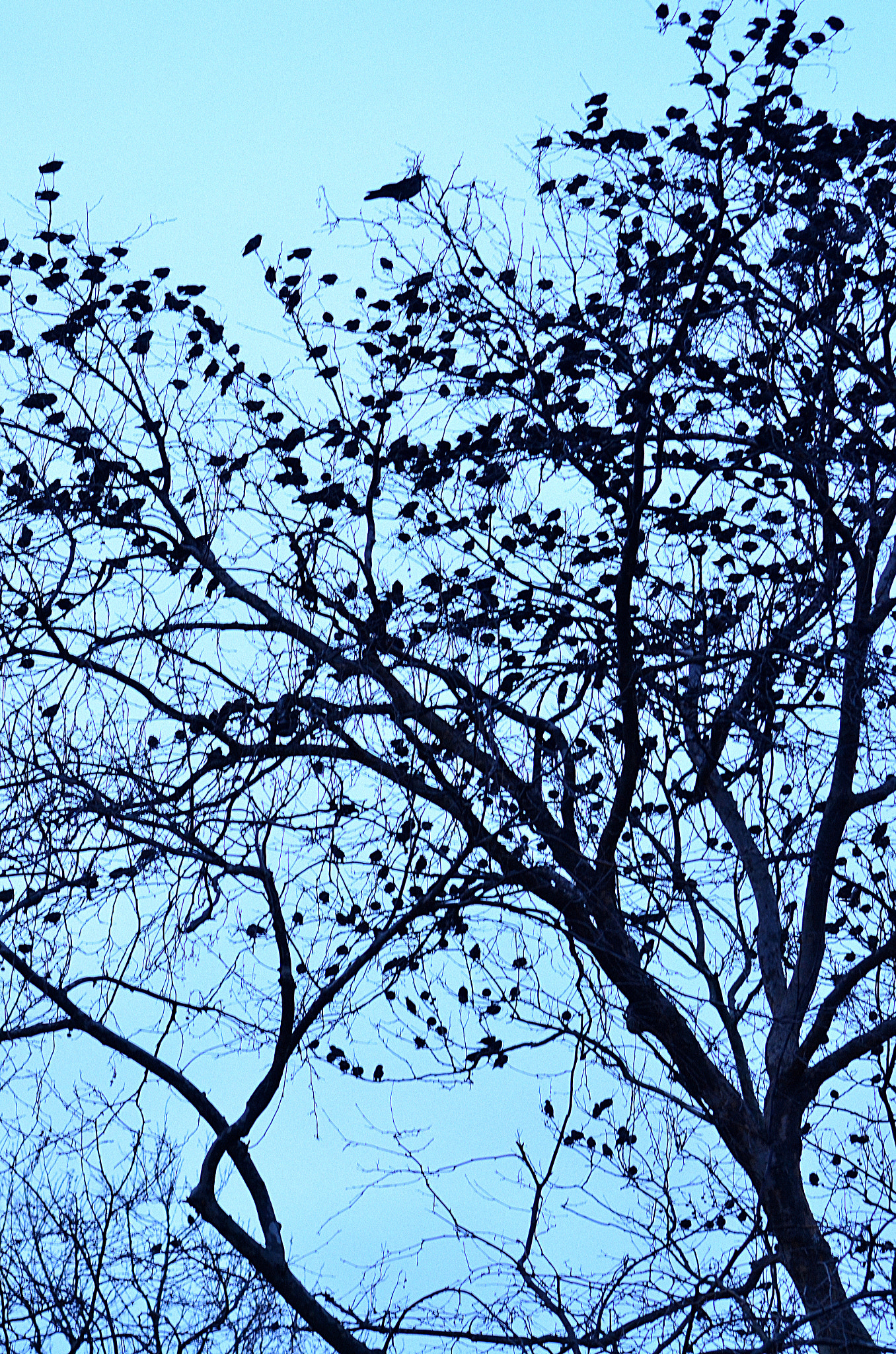 Nikon D7000 sample photo. Oa44 photography