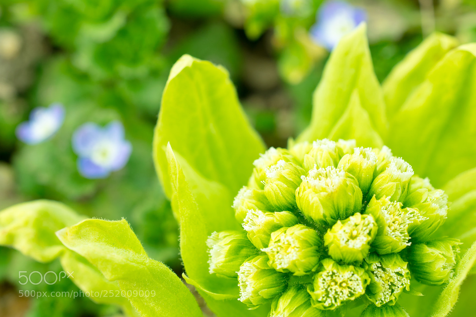 Nikon D3300 sample photo. Spring has come photography