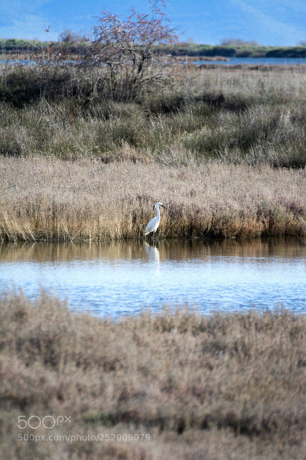 Nikon D5200 sample photo. Egretta garzetta photography