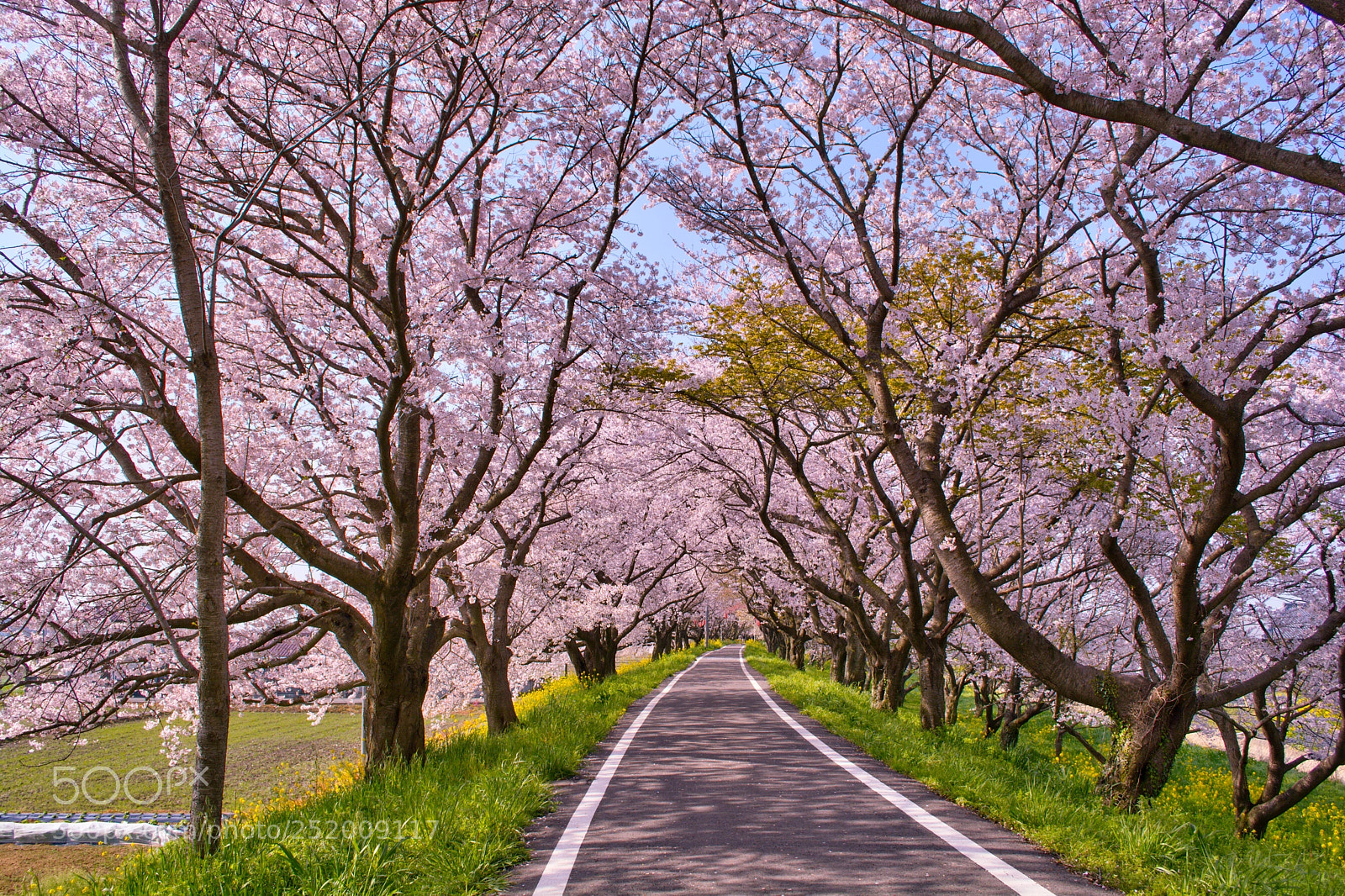 Nikon D7100 sample photo. Cherry blossoms road photography