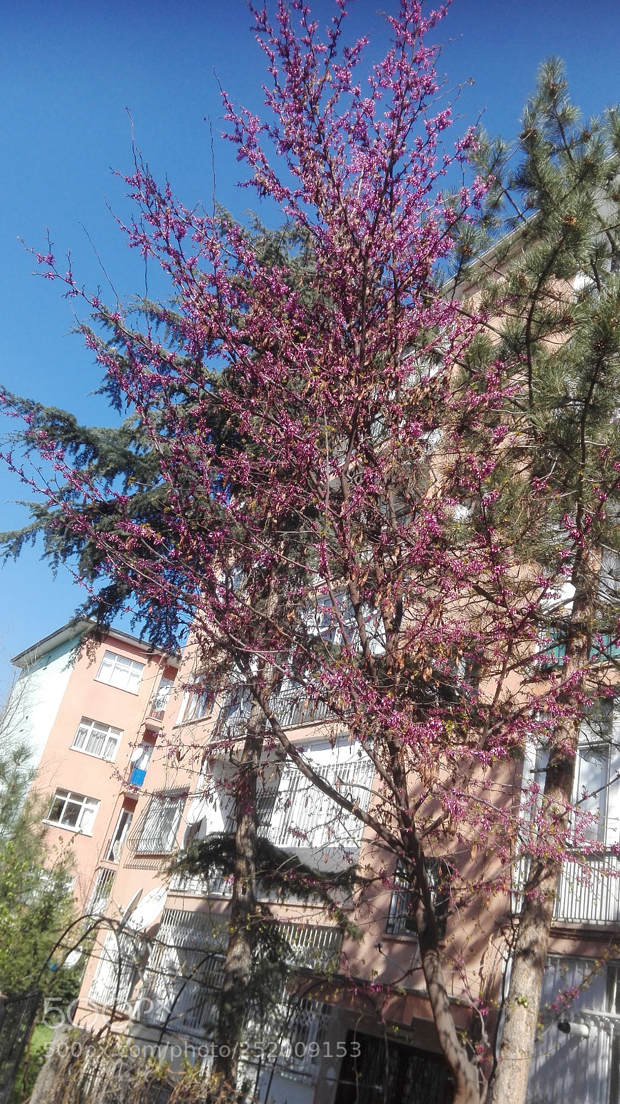 HUAWEI P8 Lite sample photo. Sourcherry blossom photography