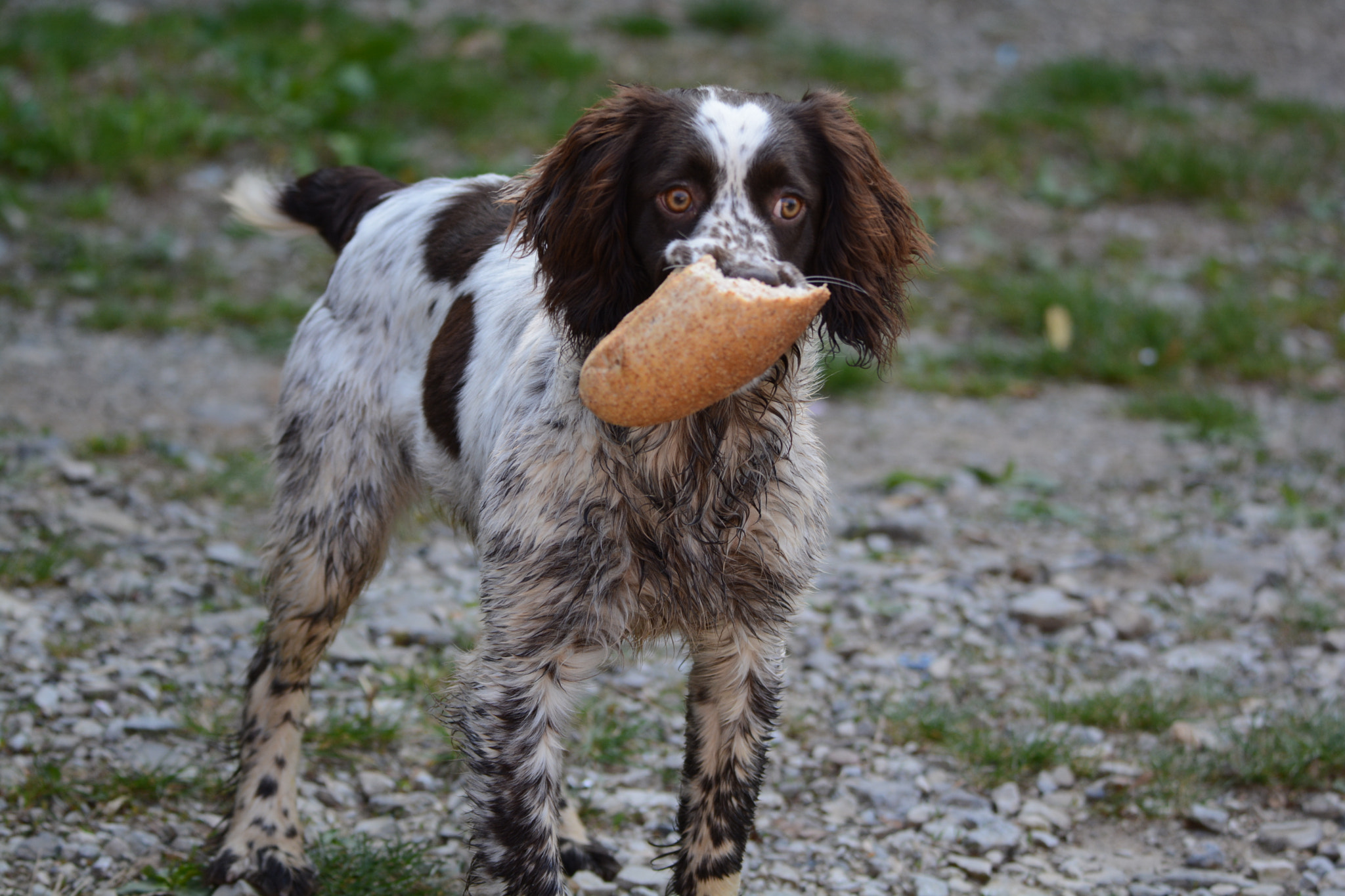 Nikon D5200 sample photo. Hungry dog photography