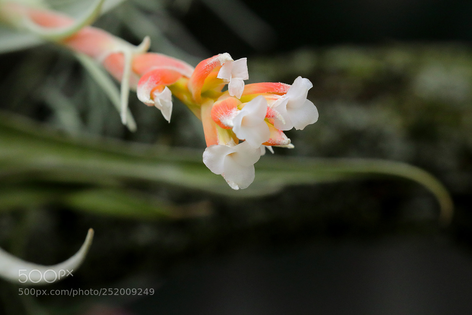 Canon EOS 5D Mark IV sample photo. Orchid photography