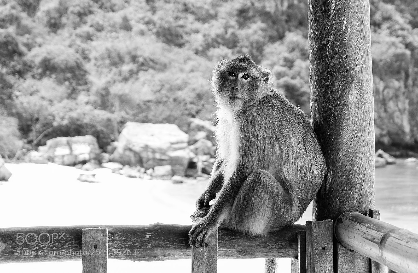 Fujifilm X-E1 sample photo. Monkey photography