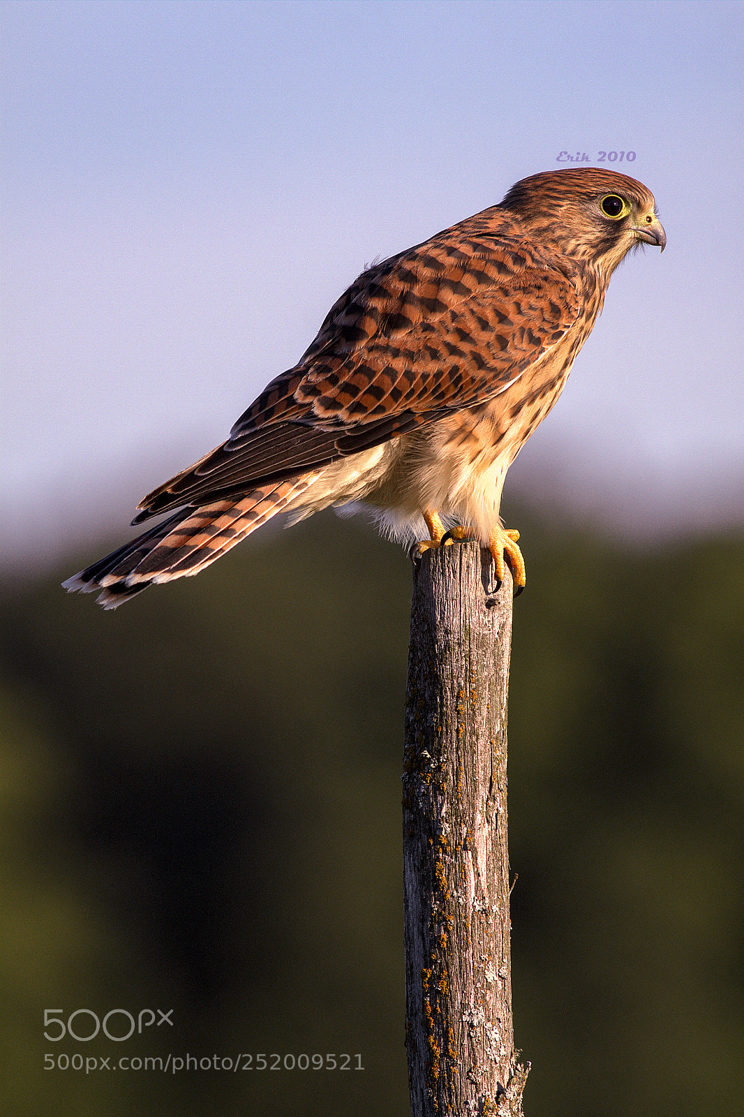 Canon EOS 50D sample photo. Falcon with signiture. photography