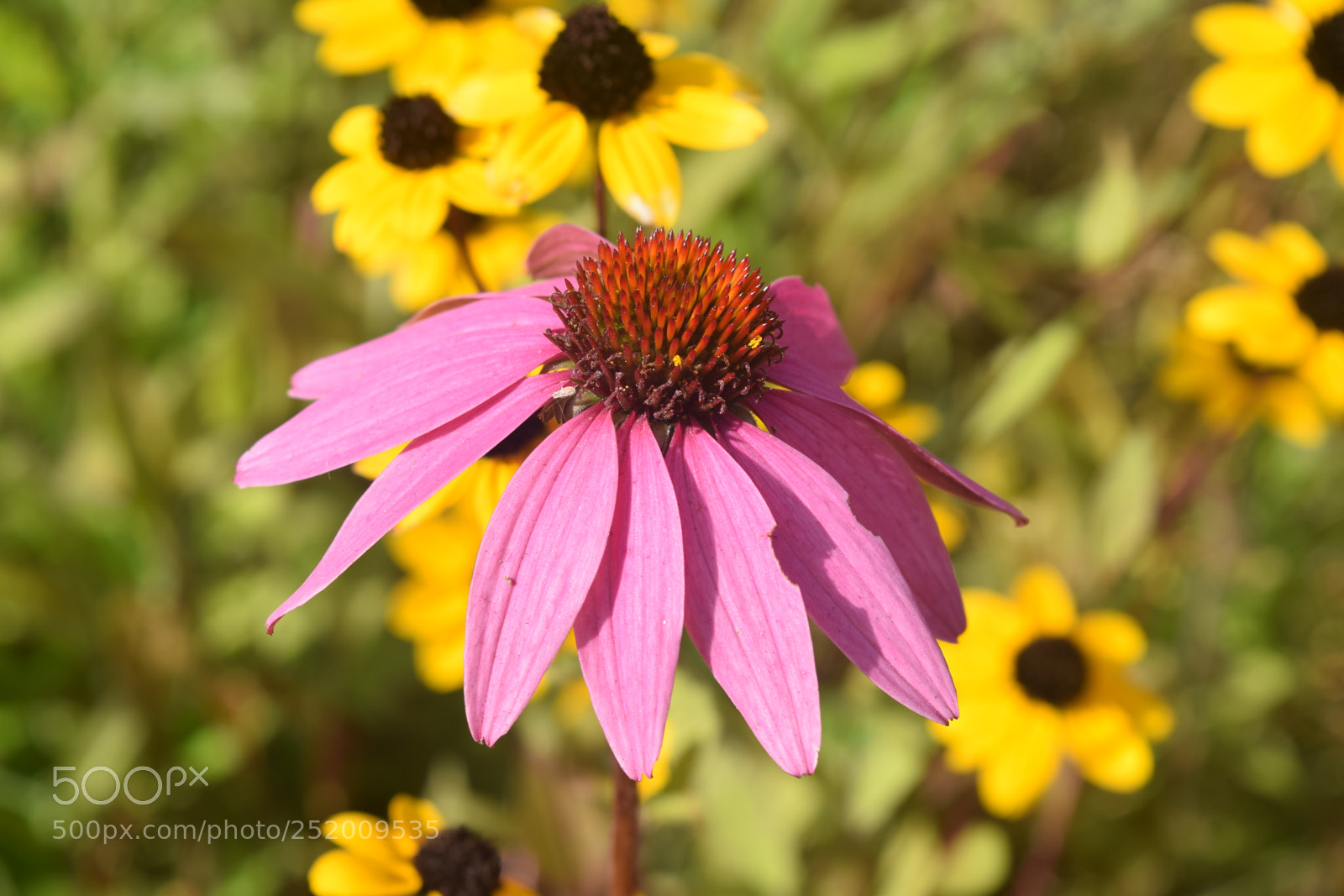 Nikon D3300 sample photo. Cheerful photography