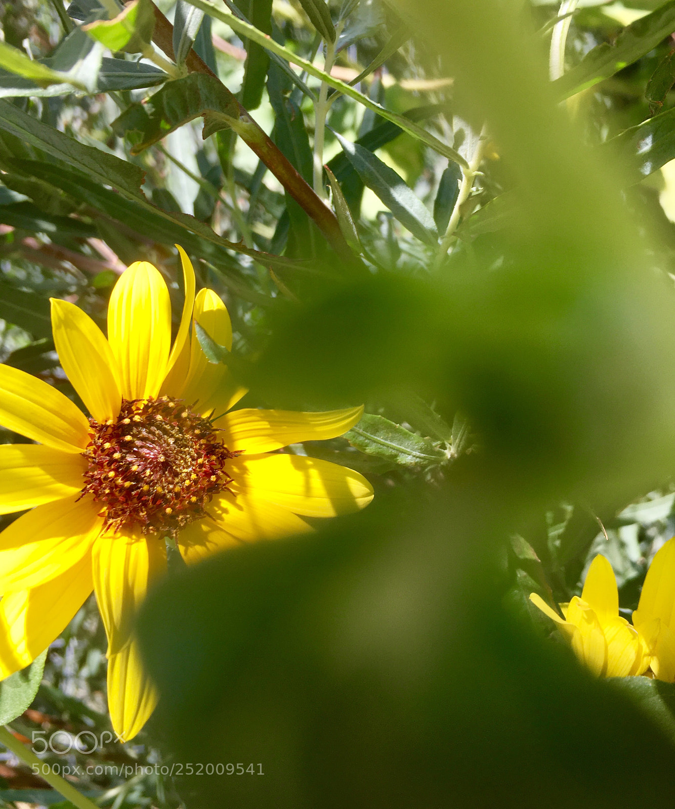 Apple iPhone 6s sample photo. Peeking yellow flower photography