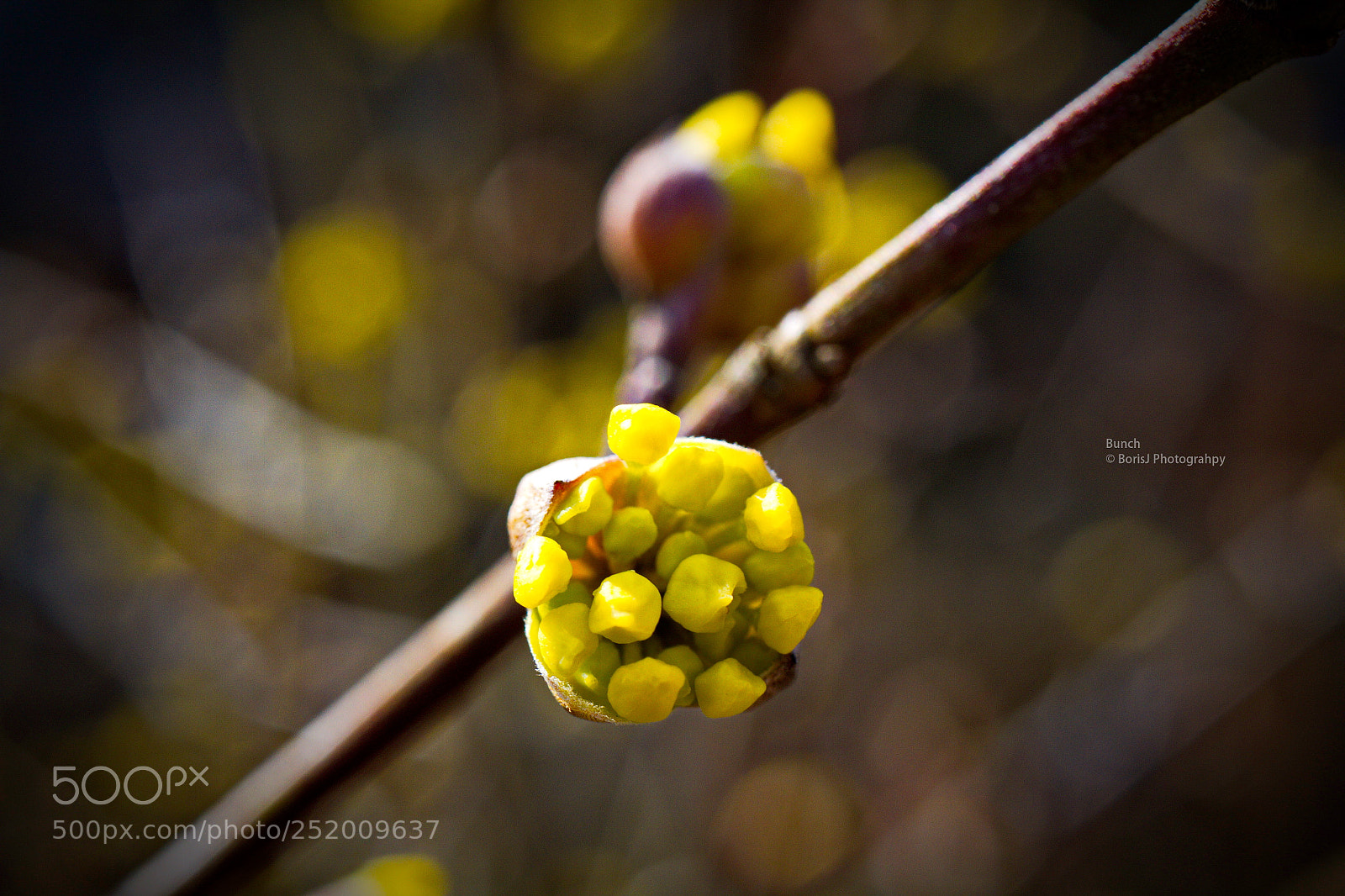 Canon EF-S 35mm F2.8 Macro IS STM sample photo. Bunch photography