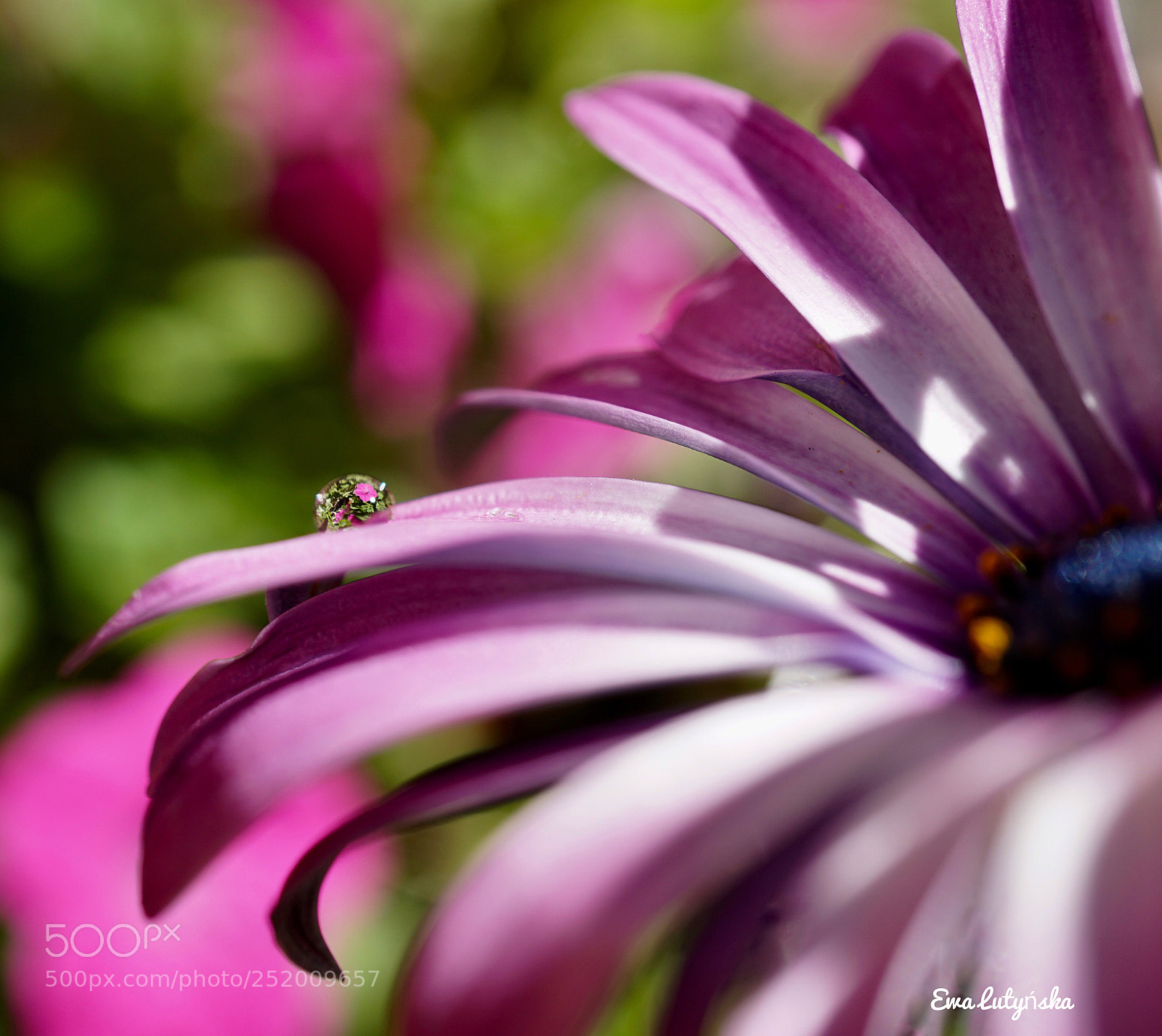 Sony a6000 sample photo. Droplet on daisy  photography