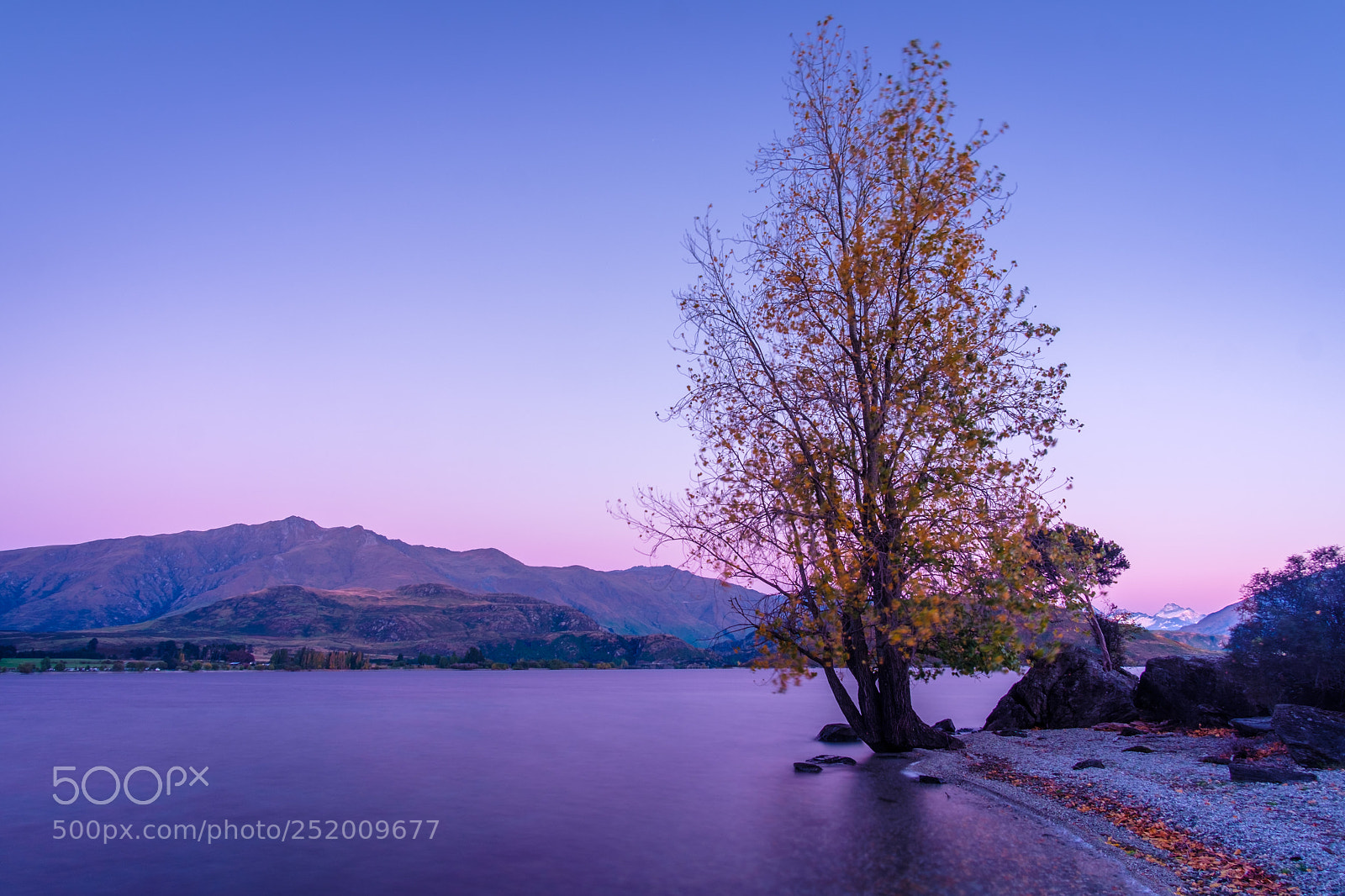 Fujifilm X-E3 sample photo. Another wanaka tree photography