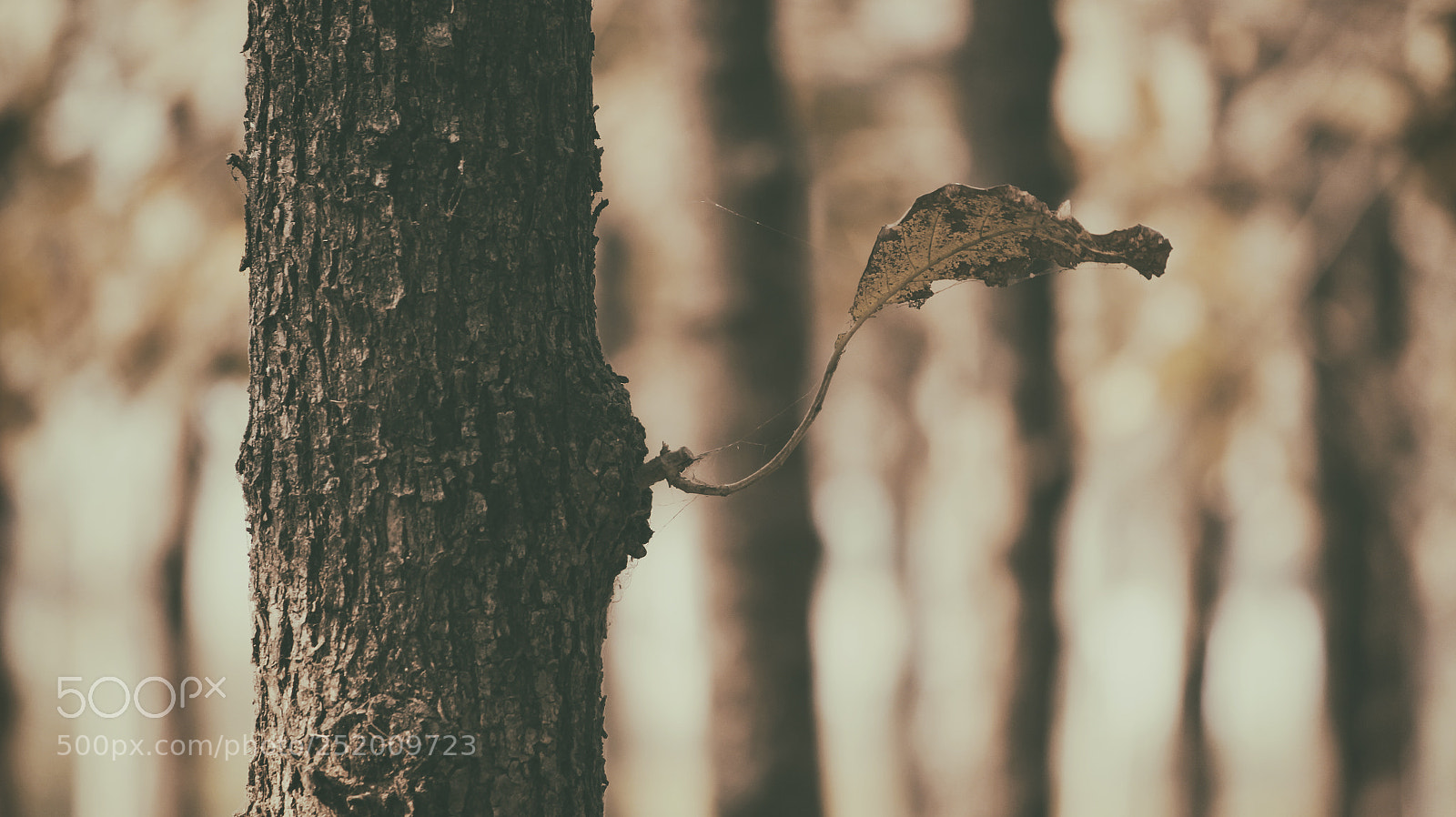 Canon EOS 700D (EOS Rebel T5i / EOS Kiss X7i) sample photo. Tree with leaf photography