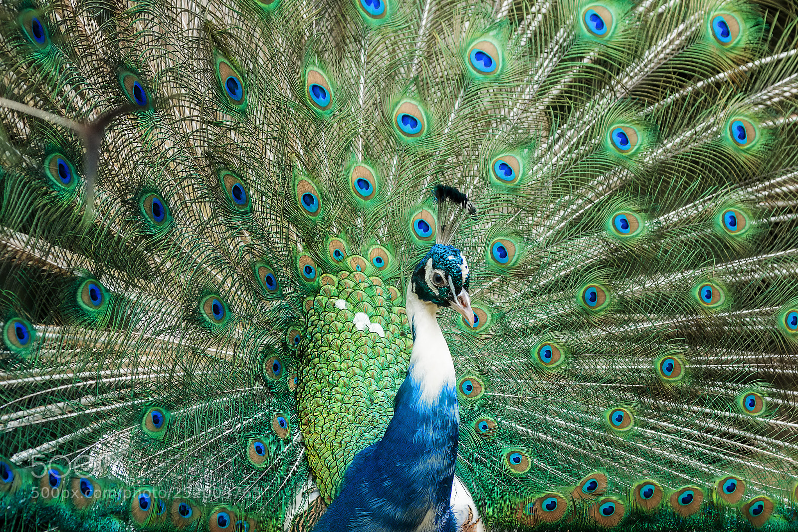 Canon EOS 60D sample photo. A peacock spreads its photography