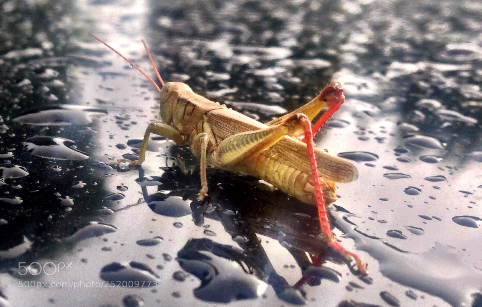 Apple iPhone 5 sample photo. Grasshopper getting a drink photography