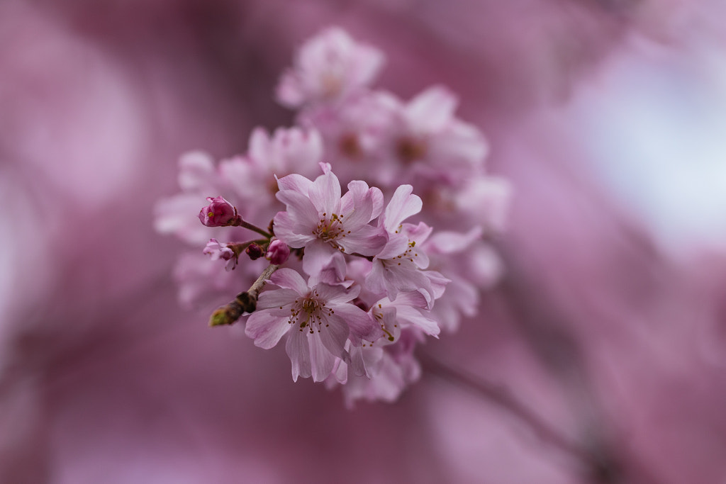 Pink blooms by Takashi Imaoka on 500px.com