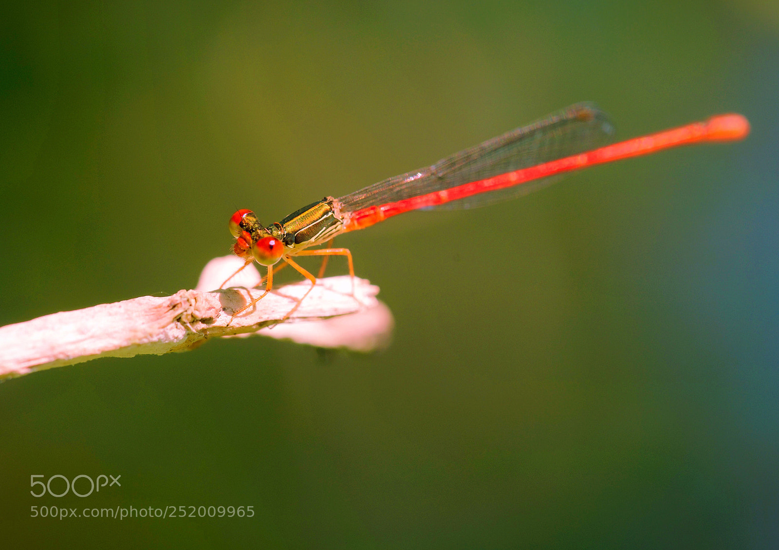 Fujifilm X-T1 sample photo. Red  dragon fly photography