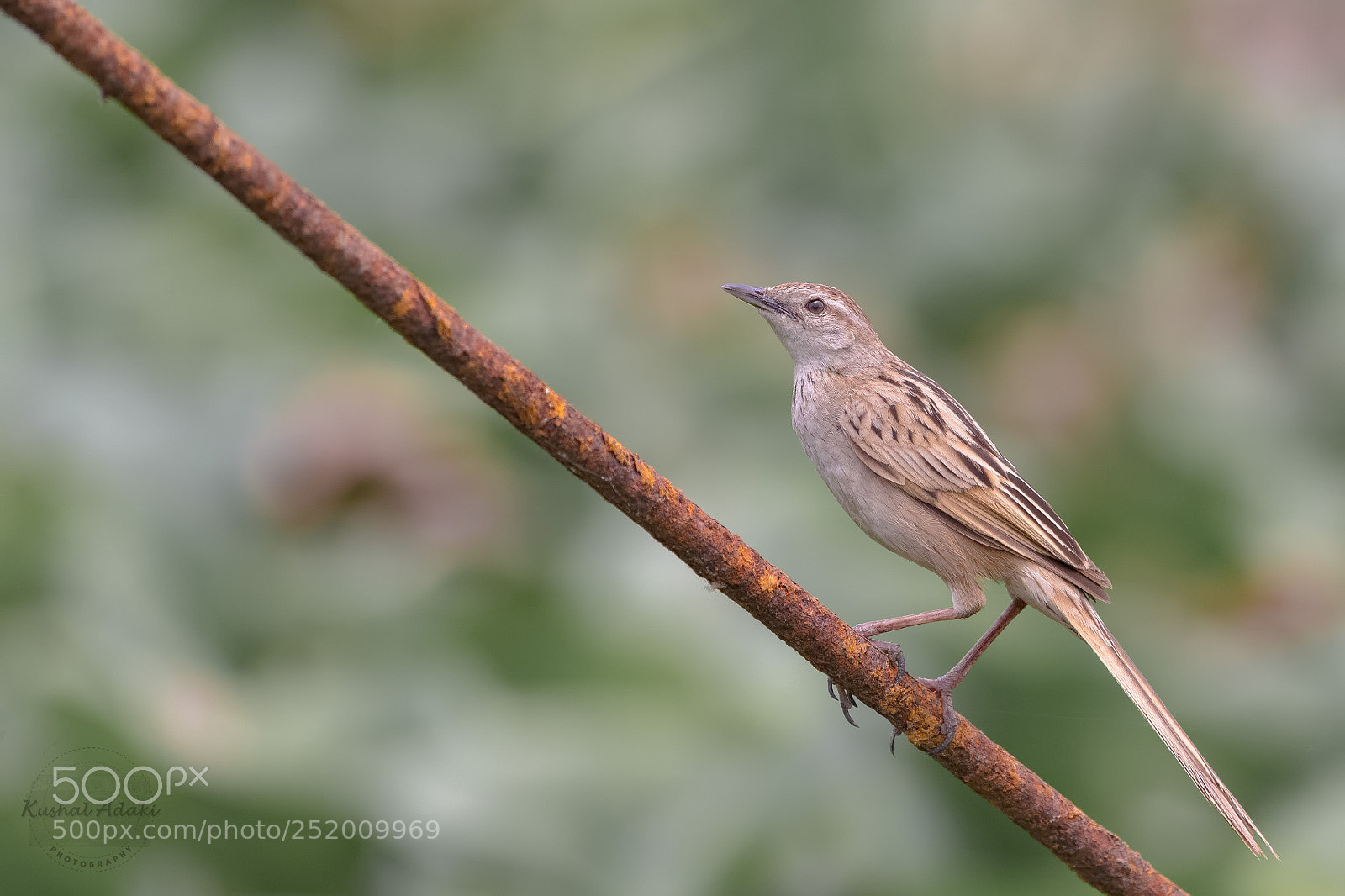 Nikon D500 sample photo. Striated grassbird photography