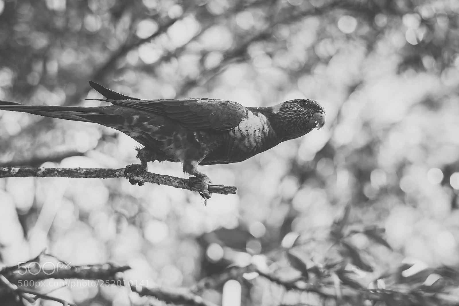 Nikon D800 sample photo. Rainbow lorikeet photography