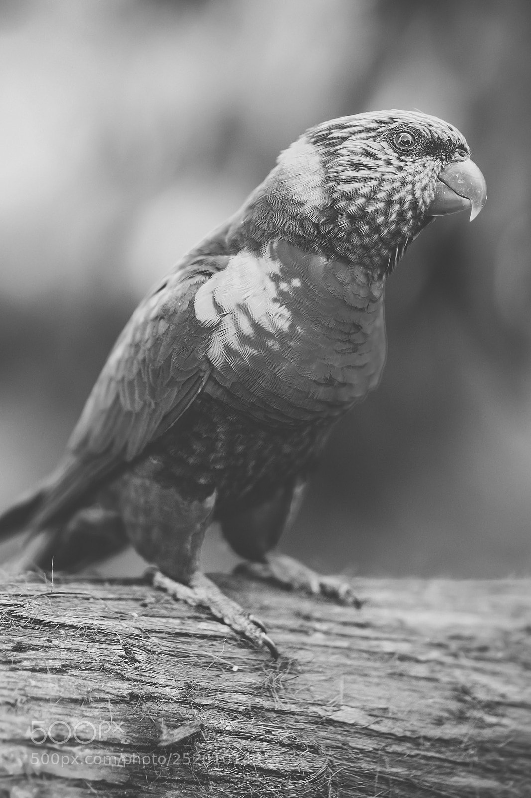 Nikon D800 sample photo. Rainbow lorikeet photography
