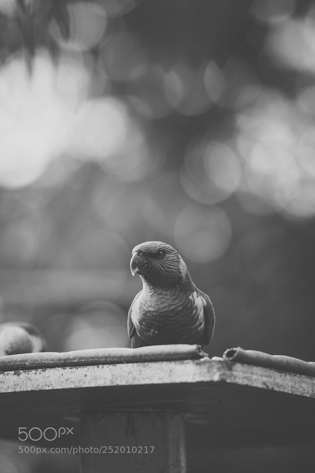 Nikon D800 sample photo. Rainbow lorikeet photography