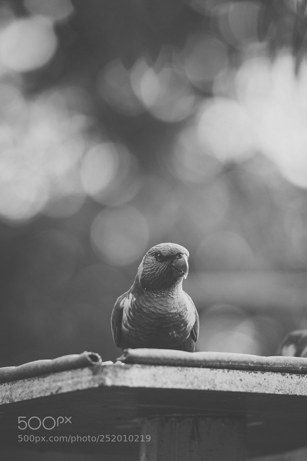 Nikon D800 sample photo. Rainbow lorikeet photography